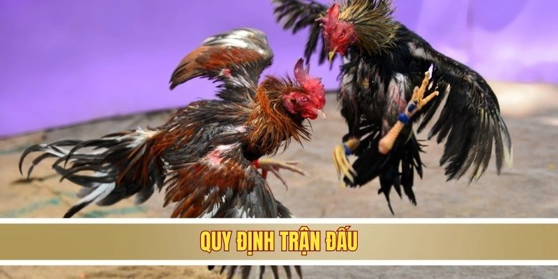 Quy định trận đấu